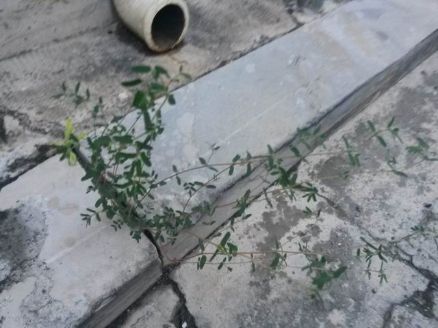 Chamaesyce maculata